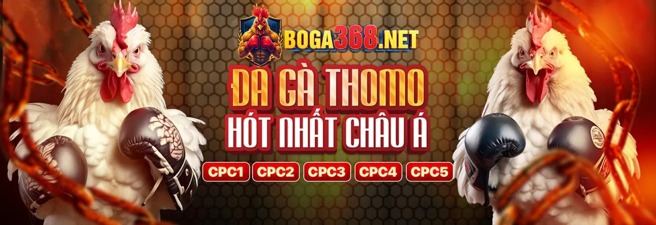 Sân đấu đá gà kịch tính tại k8bet app